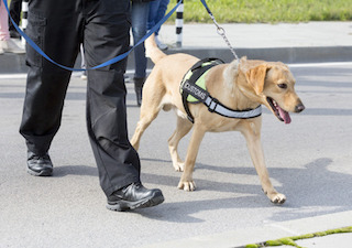 Post image for What is Legality of Police Dog Sniffs During Traffic Stops in Illinois?